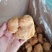 东北猴头菇食用菌干货8到10公分有机东北蘑菇