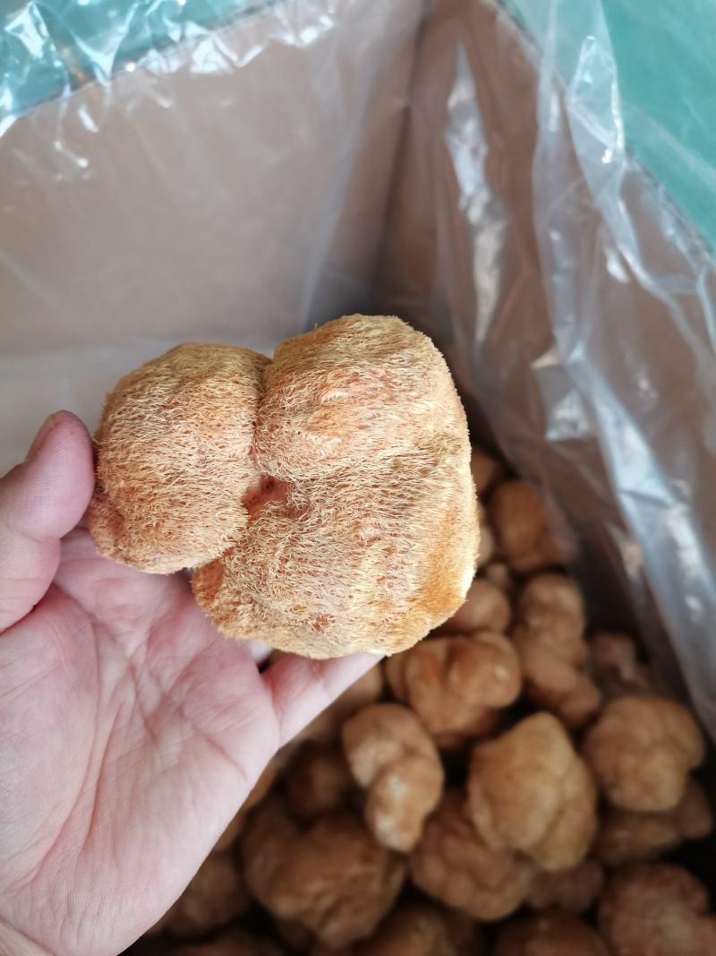 东北猴头菇食用菌干货8到10公分有机东北蘑菇