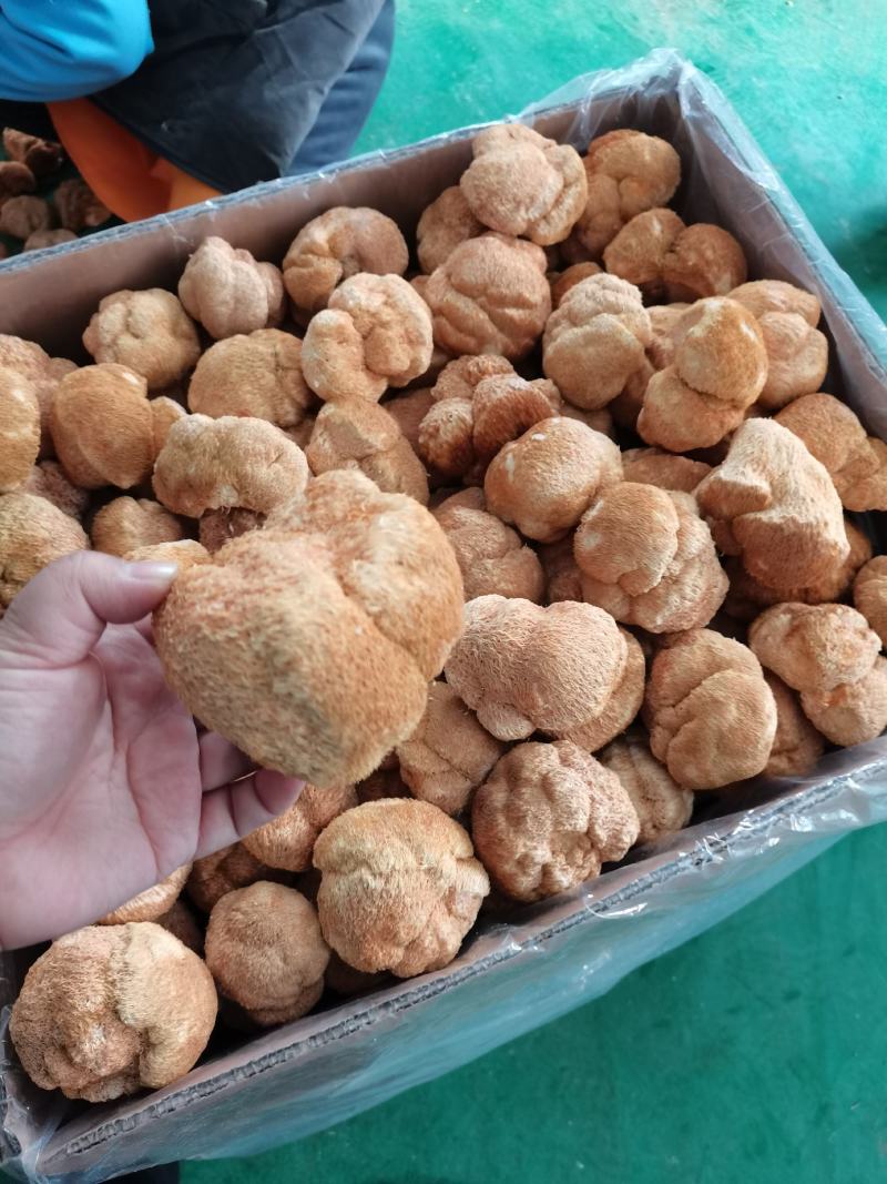 东北猴头菇食用菌干货8到10公分有机东北蘑菇