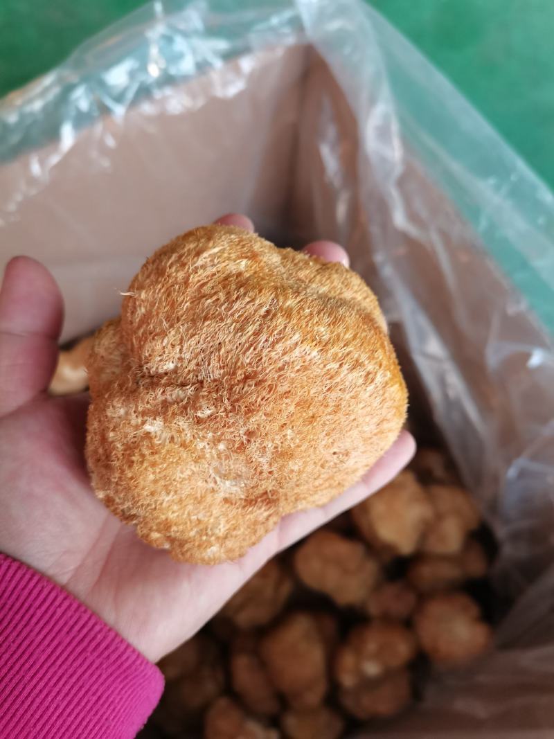 东北猴头菇食用菌干货8到10公分有机东北蘑菇