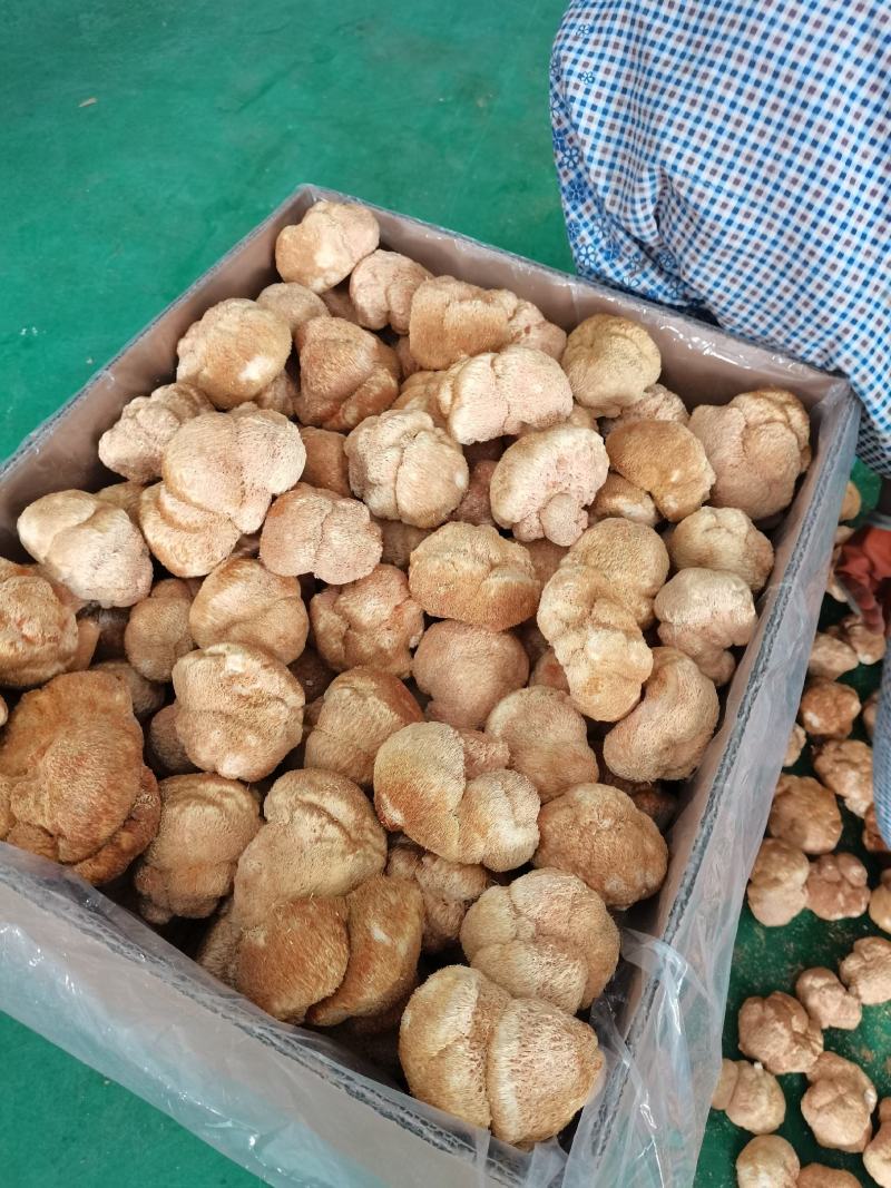 东北猴头菇食用菌干货8到10公分有机东北蘑菇