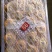 柑桔，甜心柚，水份足，不干水，口感存甜