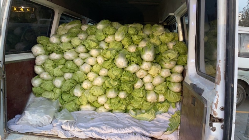 泾阳基地自种青杂大白菜