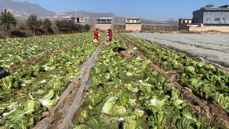 泾阳基地自种青杂大白菜