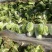 泾阳基地自种青杂大白菜