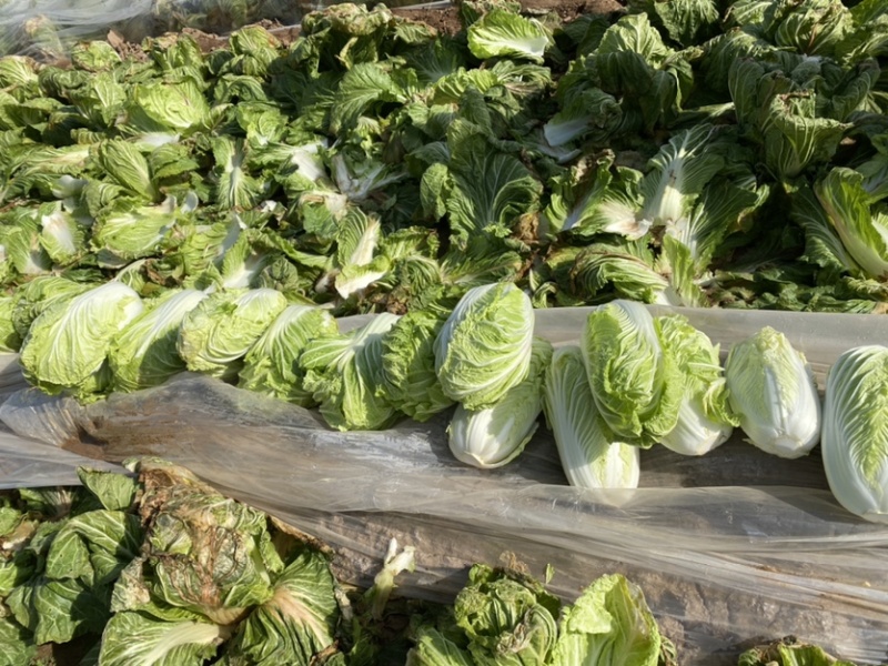 泾阳基地自种青杂大白菜