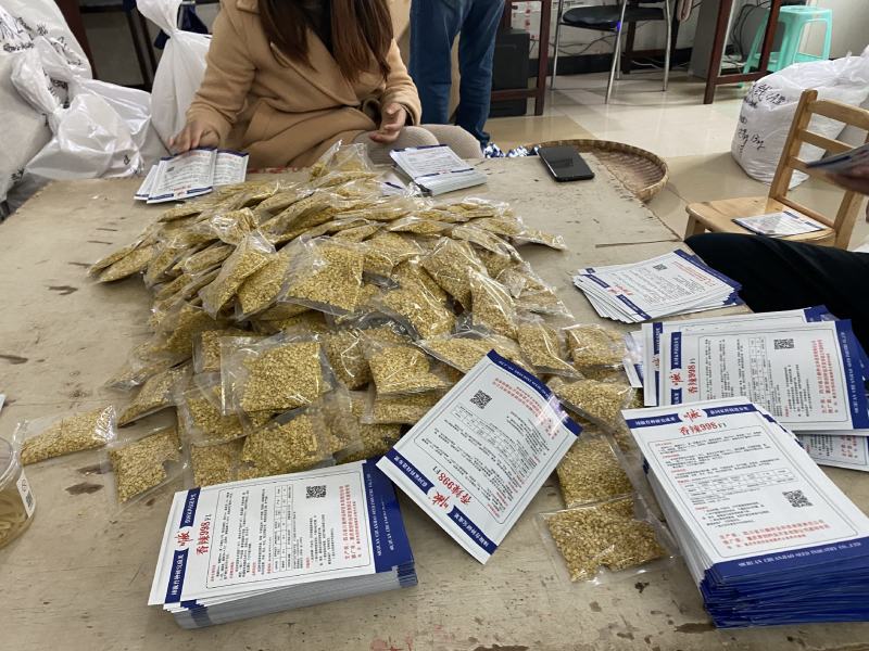 茄子种子，长红茄8号，西南片区大面积种植，高产优质