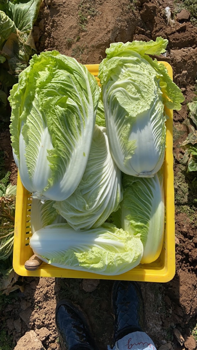 泾阳基地自种青杂大白菜