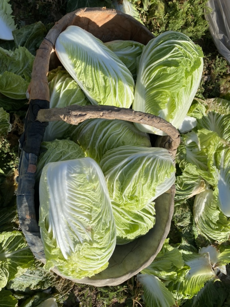 泾阳基地自种青杂大白菜