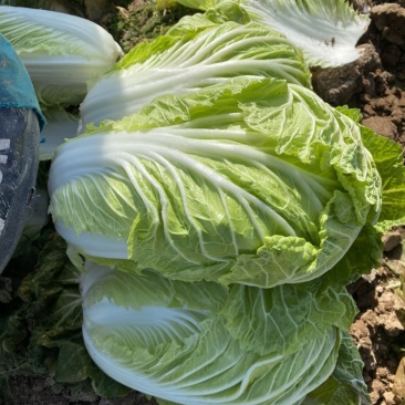 泾阳基地自种青杂大白菜