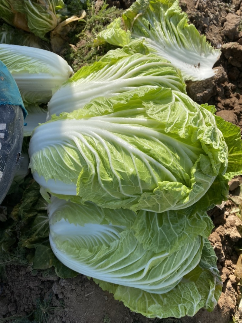 泾阳基地自种青杂大白菜