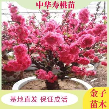中华寿桃苗盆栽地栽都可以带花苞发货当年种植当年结果