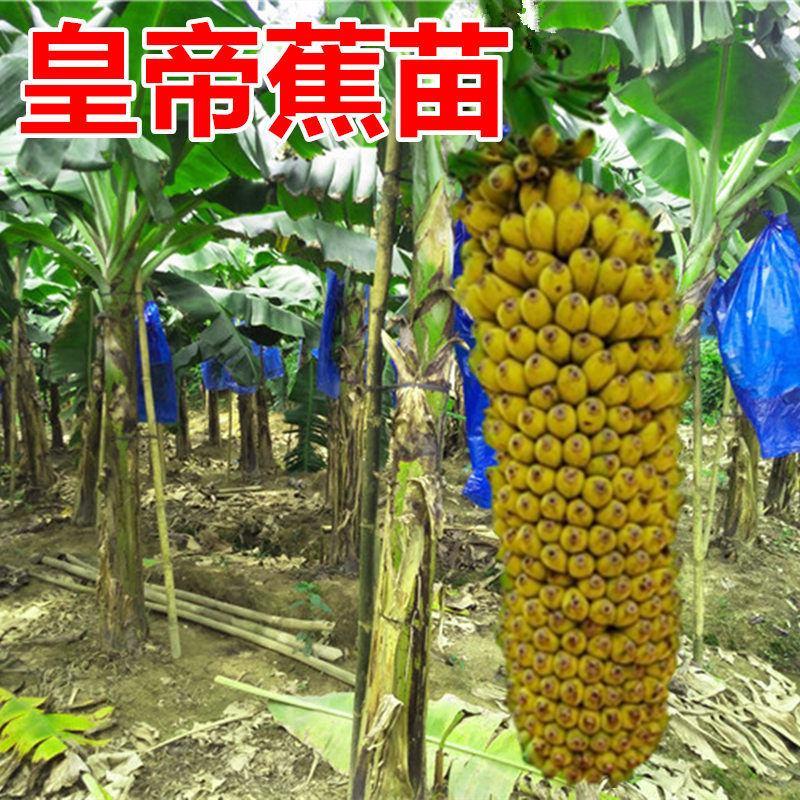 皇帝蕉苗矮化蕉苗苹果蕉苗红香蕉苗香蕉王营养杯成活率高