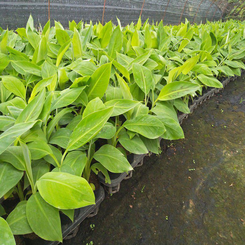 皇帝蕉苗矮化蕉苗苹果蕉苗红香蕉苗香蕉王营养杯成活率高