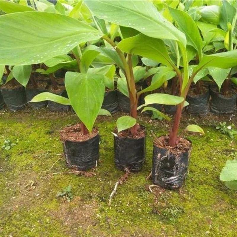 皇帝蕉苗矮化蕉苗苹果蕉苗红香蕉苗香蕉王营养杯成活率高