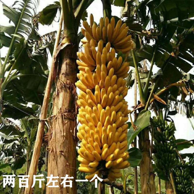 皇帝蕉苗矮化蕉苗苹果蕉苗红香蕉苗香蕉王营养杯成活率高