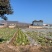 泾阳基地自种青杂大白菜