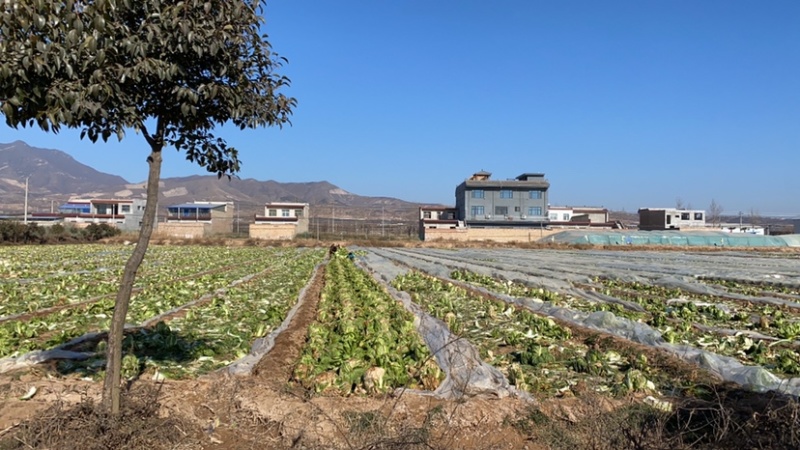 泾阳基地自种青杂大白菜