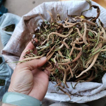 云南石伟，有整颗切好打包货，常年有货