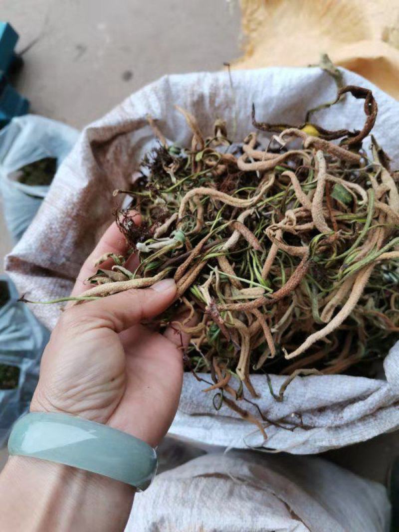 云南石伟，有整颗切好打包货，常年有货