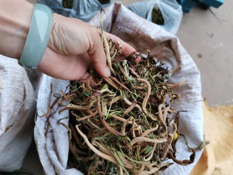 云南石伟，有整颗切好打包货，常年有货
