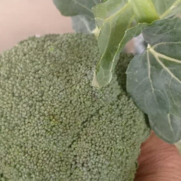 我们经营西兰花大量共应