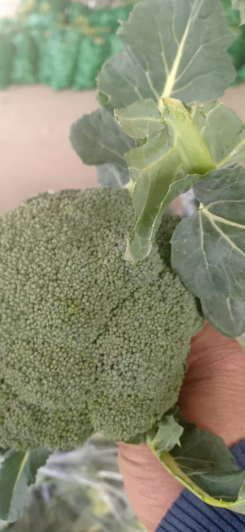 我们经营西兰花大量共应