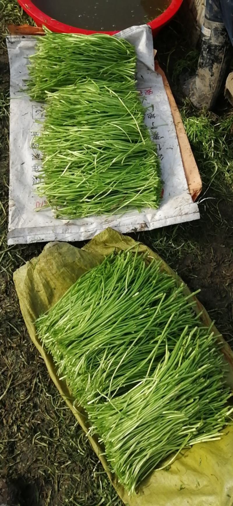 芦蒿精品芦蒿出货，只卖净蒿，不走毛货