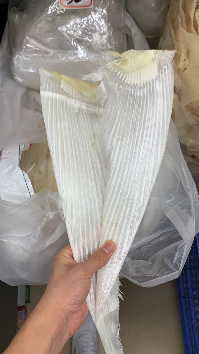鱼翅牙拣牙片牙栋翅片红烧鲍翅14-24寸500克