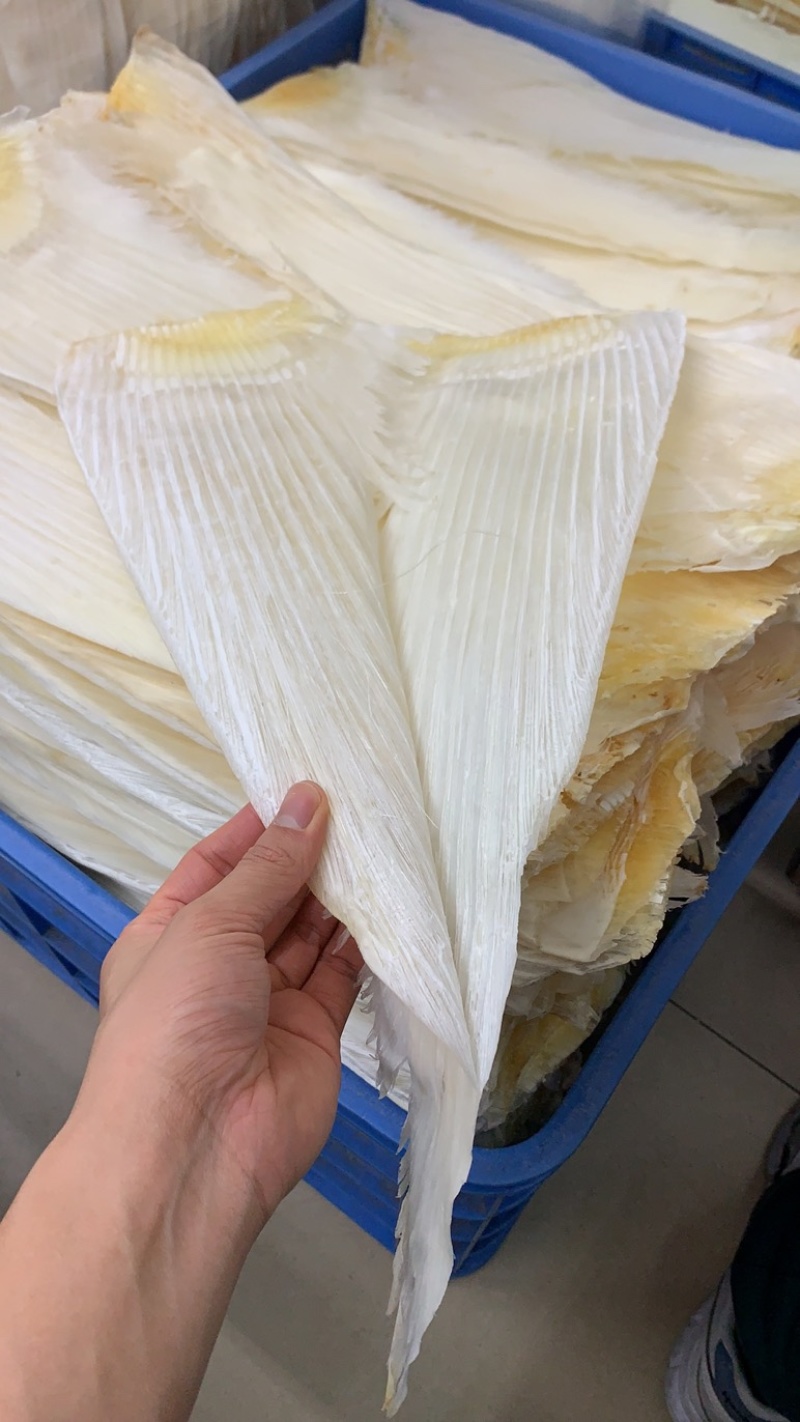 鱼翅牙拣牙片牙栋翅片红烧鲍翅14-24寸500克