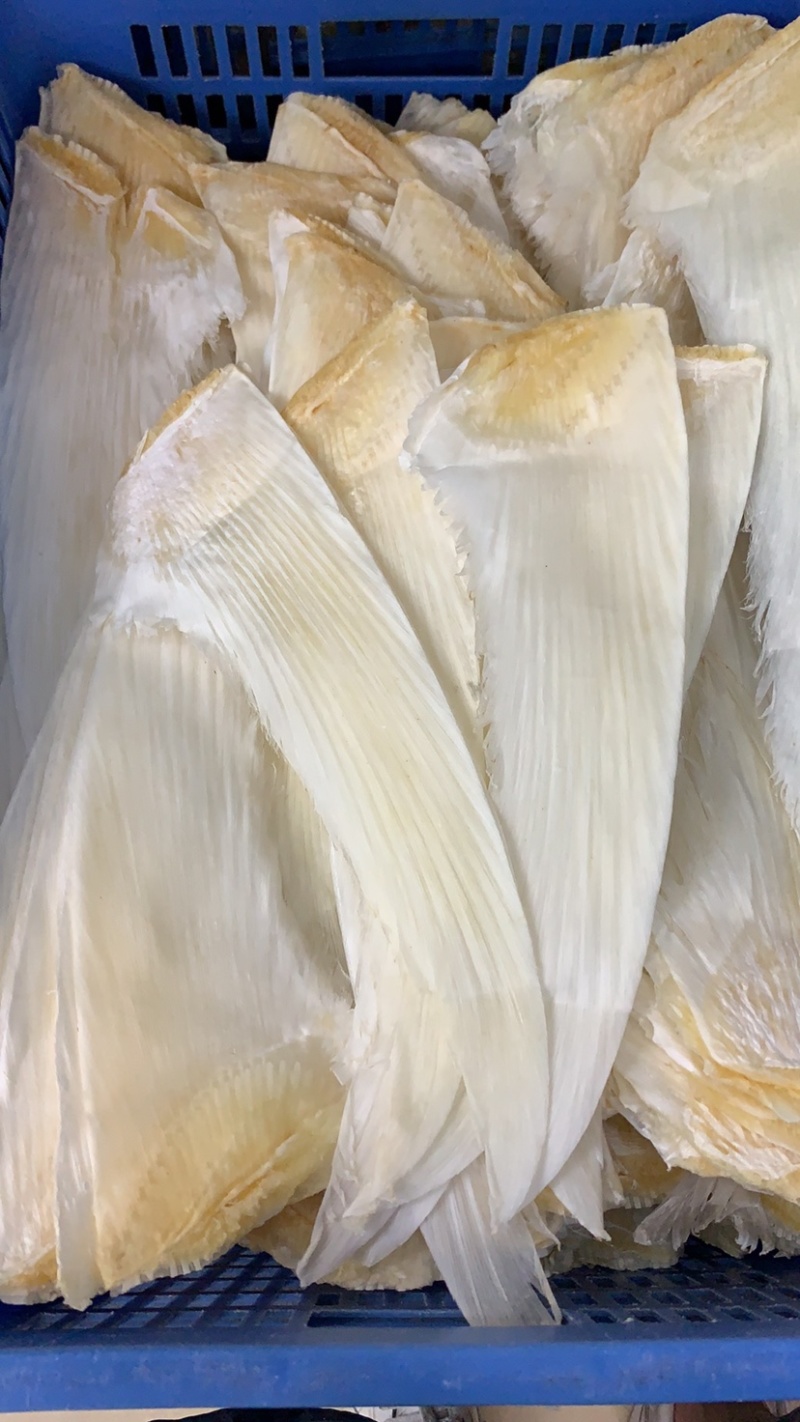 鱼翅牙拣牙片牙栋翅片红烧鲍翅14-24寸500克
