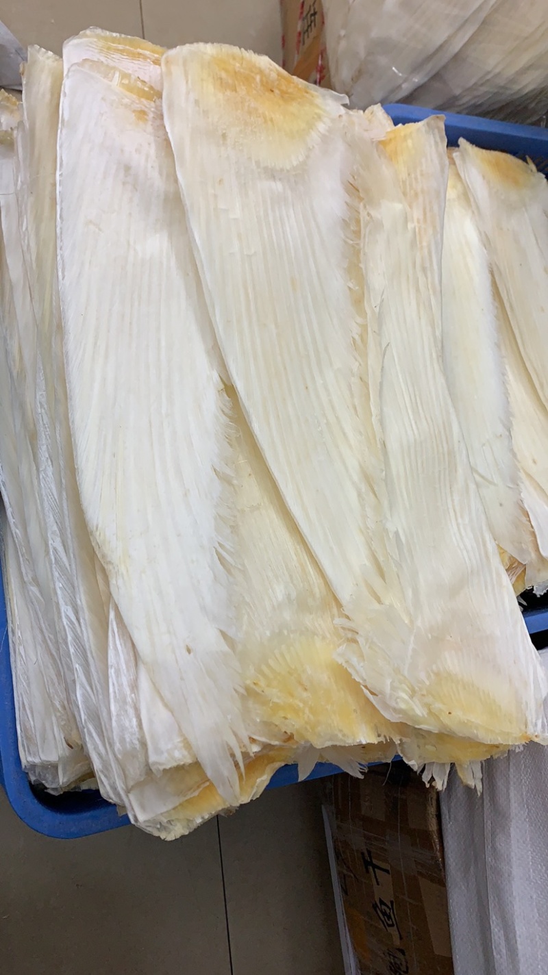 鱼翅牙拣牙片牙栋翅片红烧鲍翅14-24寸500克