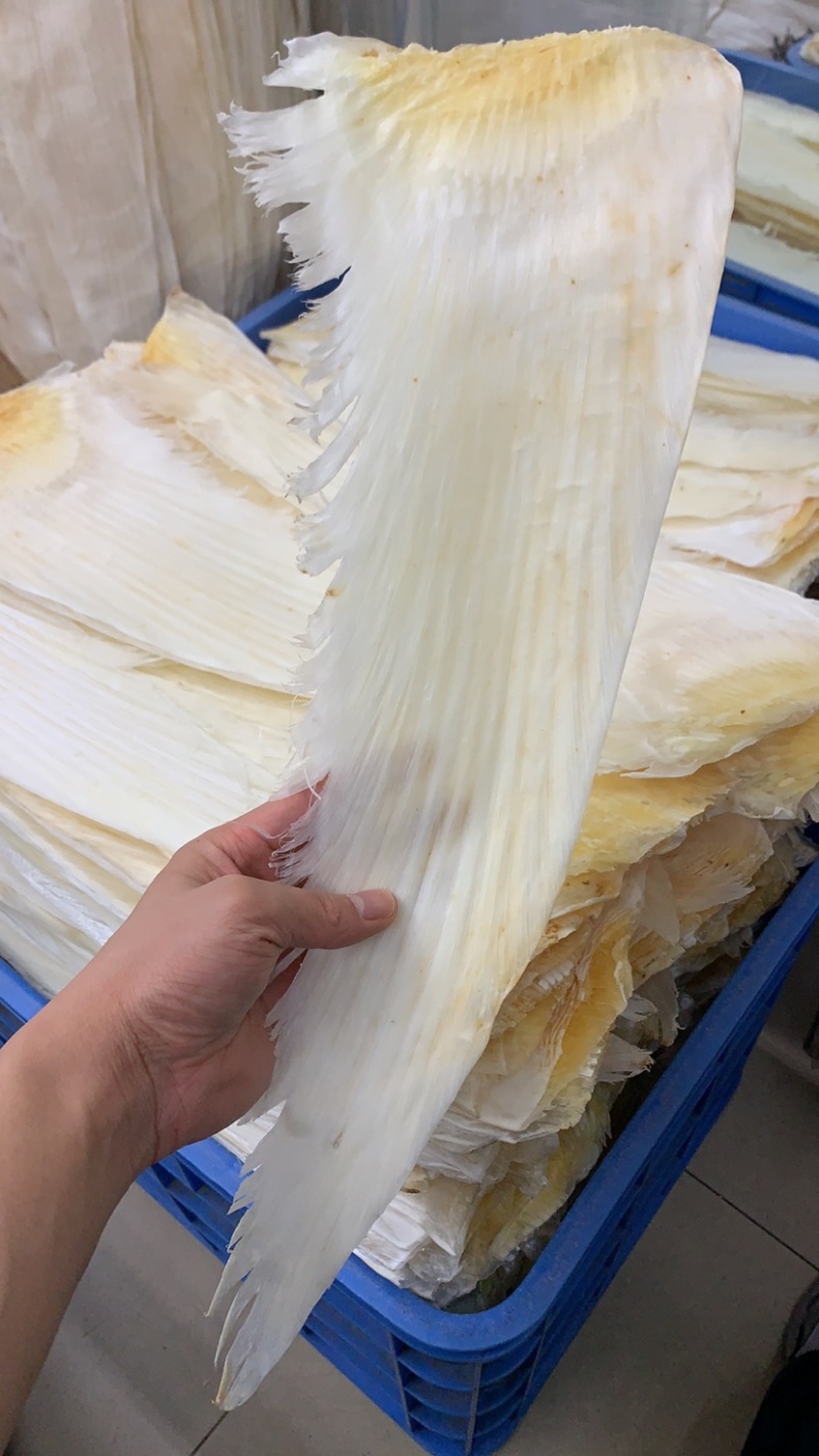 鱼翅牙拣牙片牙栋翅片红烧鲍翅14-24寸500克