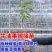 新品种青瓜牛油果苗桂肯牛油果苗哈斯牛油果树苗营养杯