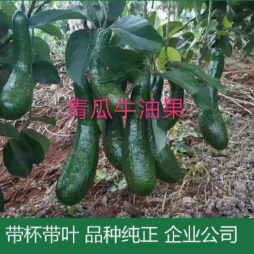 新品种青瓜牛油果苗桂肯牛油果苗哈斯牛油果树苗营养杯