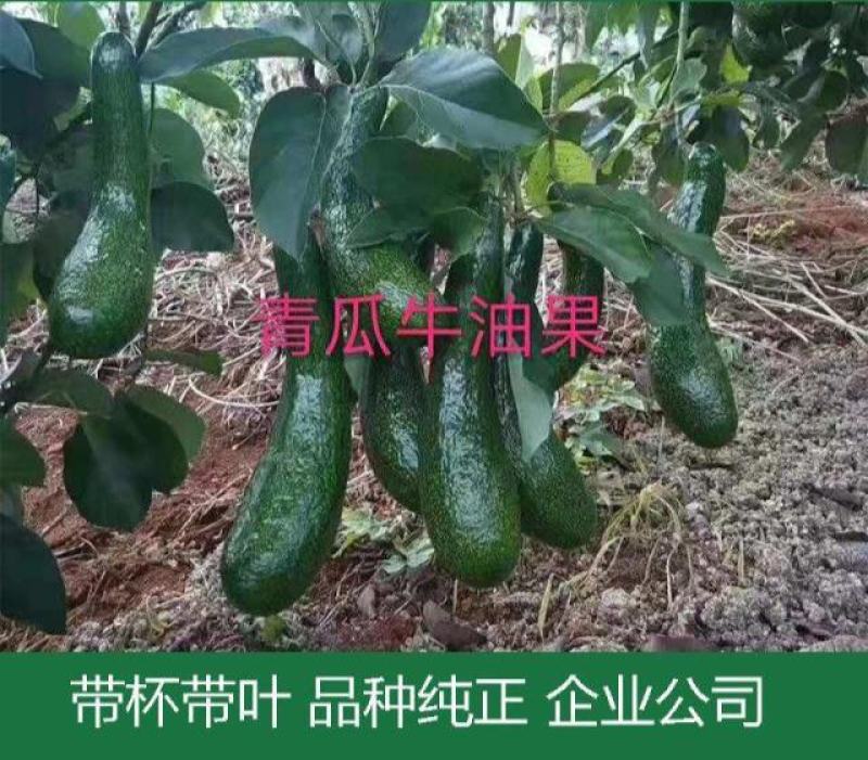 新品种青瓜牛油果苗桂肯牛油果苗哈斯牛油果树苗营养杯