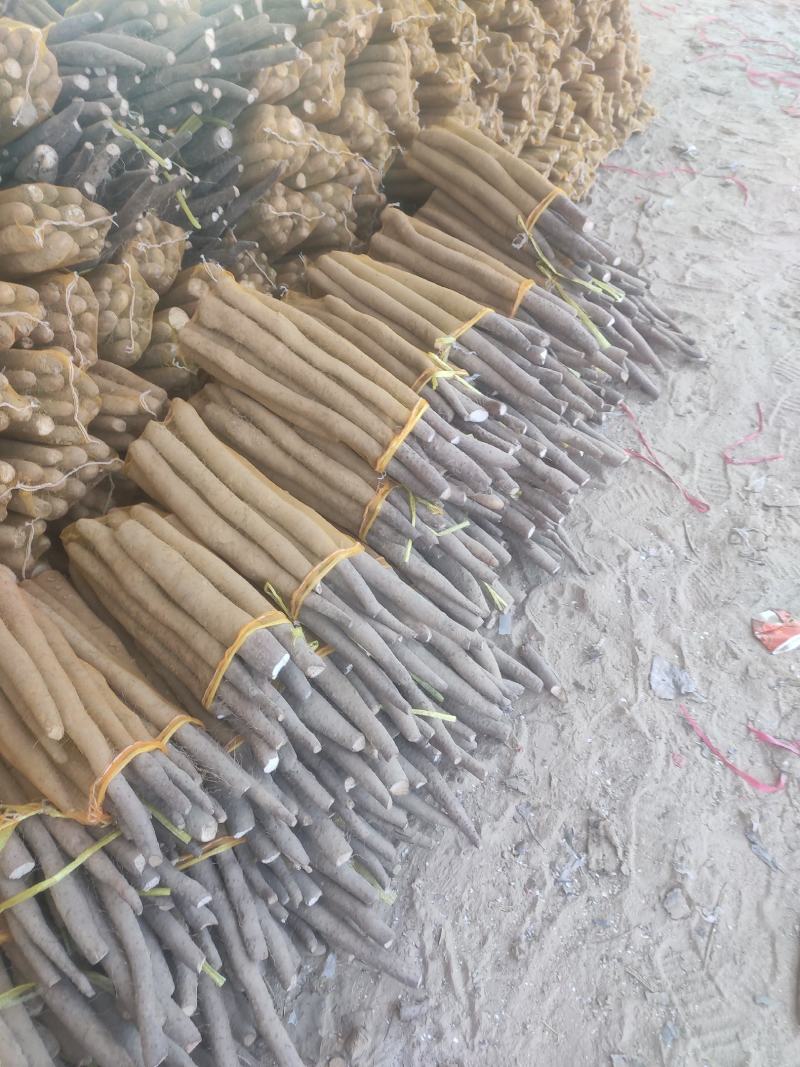 大名县白玉网袋山药，长条山药，白玉大通货。