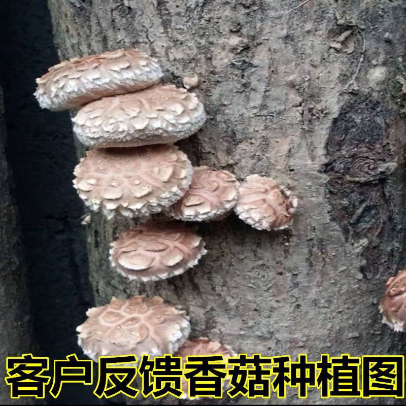 食用菌竹荪香菇等各种品种树菇种植技术指导补差价