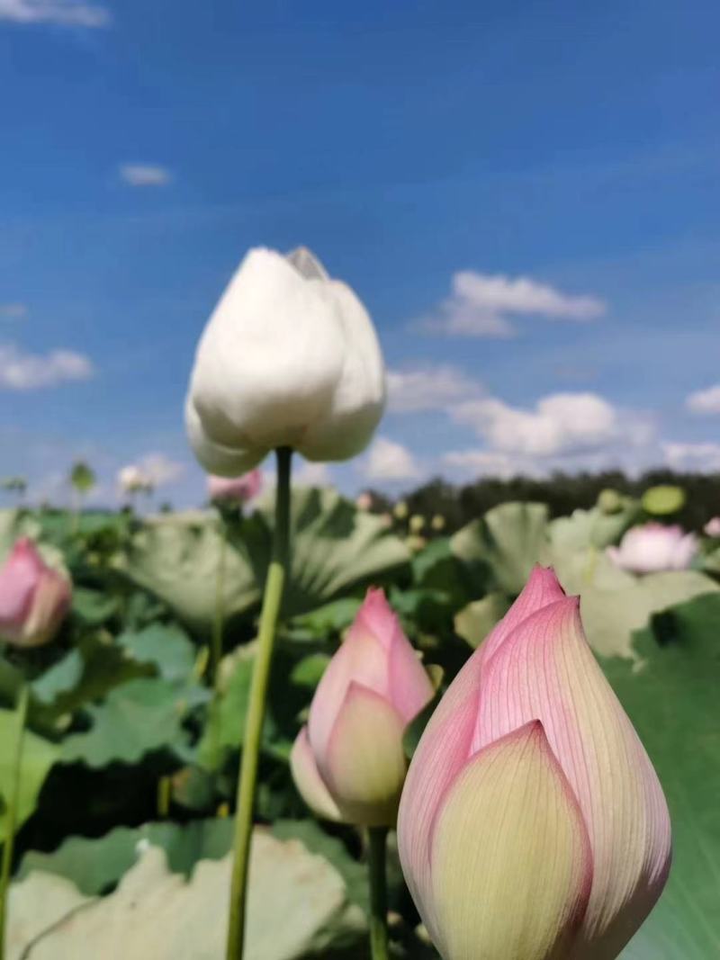 广昌太空36号荷花苗，纯红花无杂苗，产量高，一手货源。