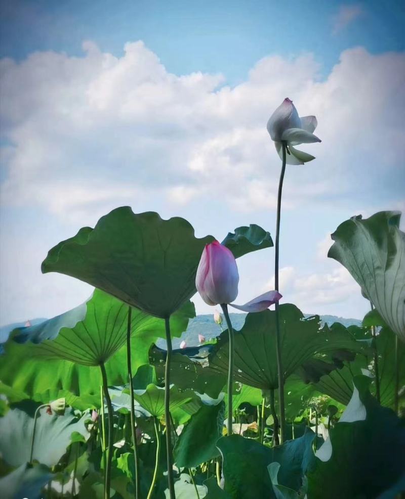 广昌太空36号荷花苗，纯红花无杂苗，产量高，一手货源。