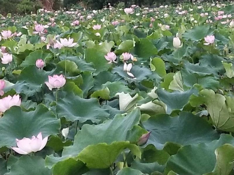 广昌太空36号荷花苗，纯红花无杂苗，产量高，一手货源。