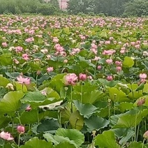 广昌太空36号荷花苗，纯红花无杂苗，产量高，一手货源。