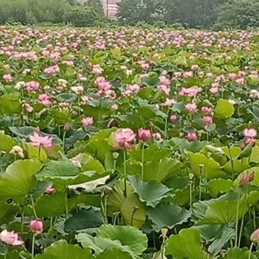 广昌太空36号荷花苗，纯红花无杂苗，产量高，一手货源。