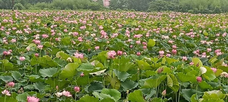 广昌太空36号荷花苗，纯红花无杂苗，产量高，一手货源。