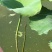 广昌太空36号荷花苗，纯红花无杂苗，产量高，一手货源。