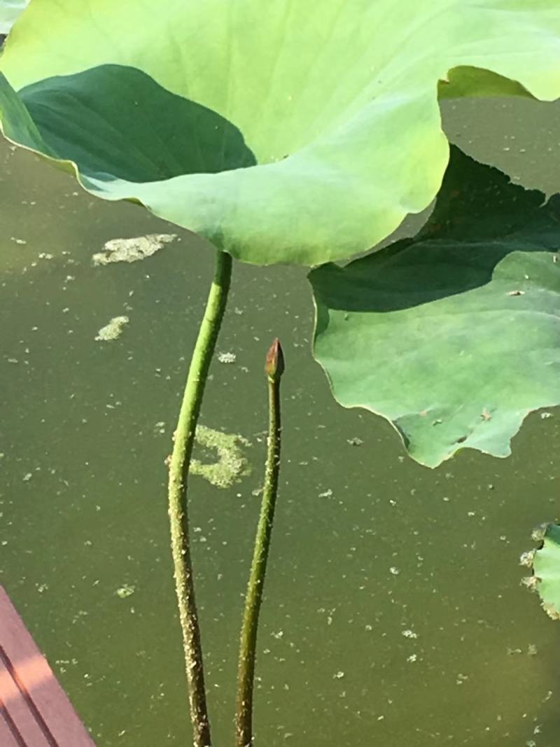 广昌太空36号荷花苗，纯红花无杂苗，产量高，一手货源。