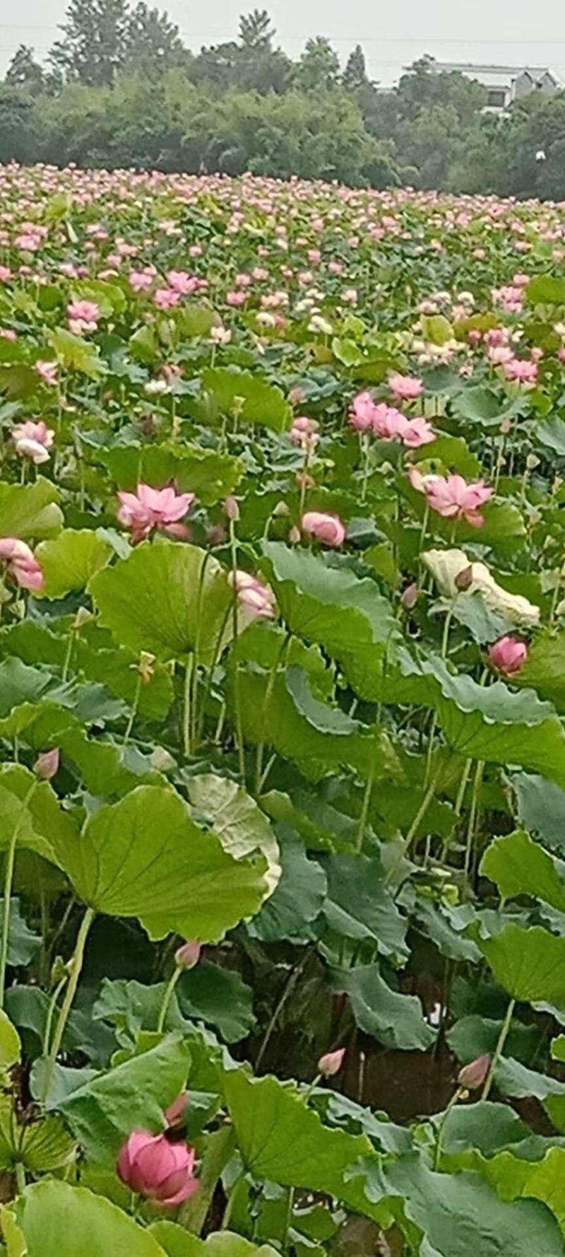 广昌太空36号荷花苗，纯红花无杂苗，产量高，一手货源。