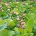 广昌太空36号荷花苗，纯红花无杂苗，产量高，一手货源。