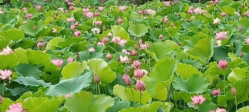 广昌太空36号荷花苗，纯红花无杂苗，产量高，一手货源。