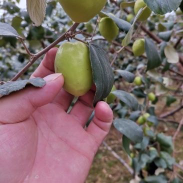 大青枣牛奶枣露天自然成熟